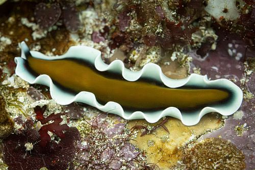 Flatworm @ Komodo, Indonesia