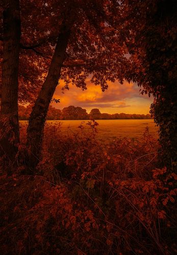 Forest edge with view