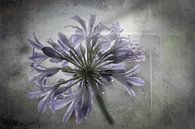 Jewel lily with raindrops by ahafineartimages thumbnail