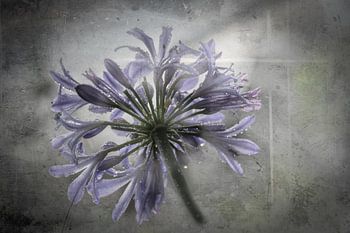 Schmucklilie mit Regentropfen