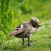 Mallard caring for plumage by Babetts Bildergalerie
