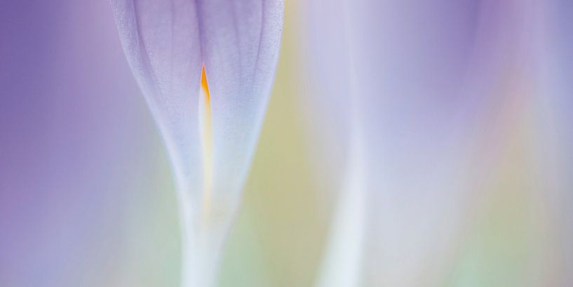 krokus von Bob Luijks