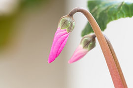 Minimalistische Makro-Kunst: Rosa Alpenveilchen-Blütenknospe von Milcho Milev