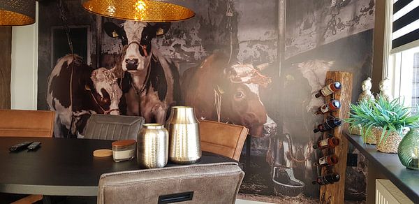 Customer photo: Dutch cows in an old barn by Inge Jansen