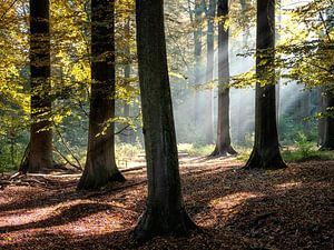 Herfst 2018 deel 17 van Bart Ceuppens