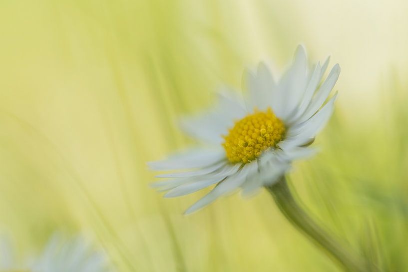 Daisy par Lisa Antoinette Photography
