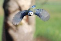 Mésange bleue en vol