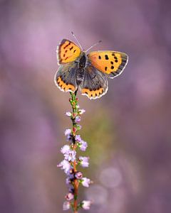 Small copper on blossoming heather van Umberto Giorgio