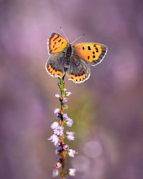 Small fire moth on flowering heathland by Umberto Giorgio