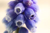 Blauwe druifjes