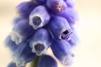 Blauwe druifjes