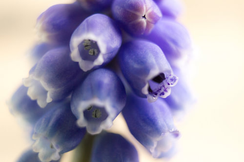 Grape Hyacinth