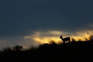 Fallow Deer @ Sunset sur Pim Leijen