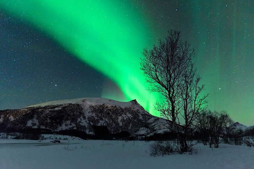 Northern Lights over the Lofoten Islands in Norway by Sjoerd van der Wal Photography