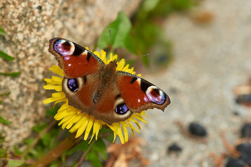 Peacock butterfly by Karin Jähne