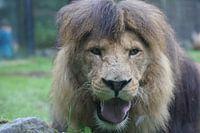 dieren leeuwen