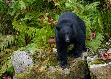 Canadese zwarte beer op een rots met varens in de achtergrond