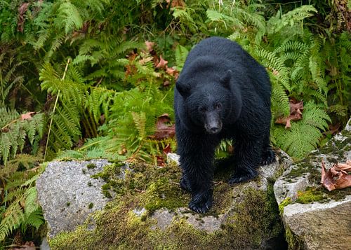 Canadian black bear on a rock with ferns in the background