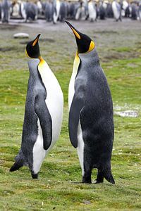 Pingouins royaux