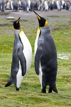 Pingouins royaux sur Antwan Janssen