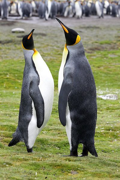 Pingouins royaux par Antwan Janssen