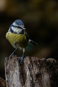 Serie Blaumeisen