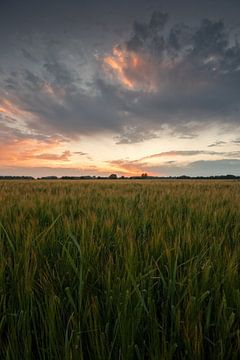 Field at sunset van Malte Pott