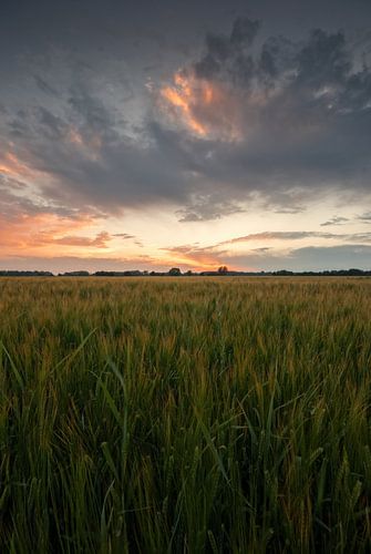 Field at sunset