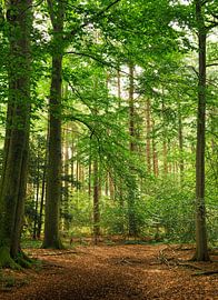 Beukenbos in Echten van Corinne Welp