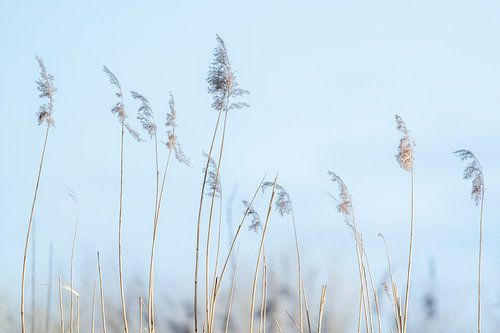 Stilleven van Stilte Rietdans in de Mist