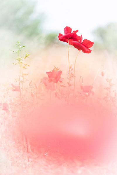 Enjoying poppies by Bob Daalder
