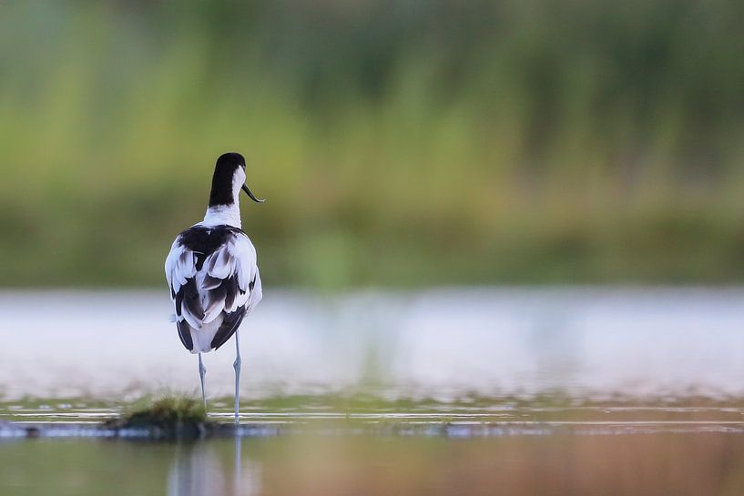 Crested Grebe by Karin van Rooijen Fotografie