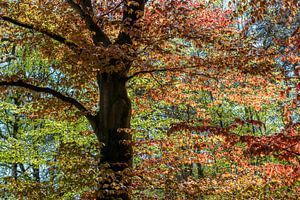 Malerischer Baum