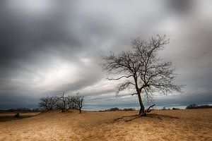 Dünenlandschaft von Mark Bolijn