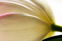 Liggende tulp