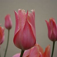 Tulp upclose