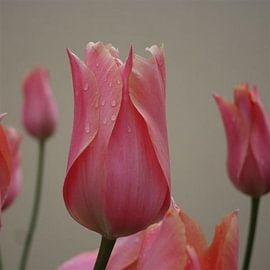 Tulp upclose von Frederique Richard