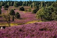 Lüneburger Heide