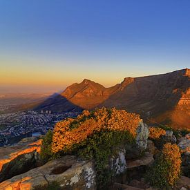 Lions head Sunset von Olaf Franke