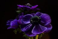 Purple beauty van Esther Valstar thumbnail