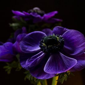 Beauté mauve sur Esther Valstar