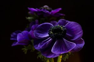 Beauté mauve sur Esther Valstar