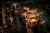 Paddenstoelen in het Sprielderbos, herfst 2015