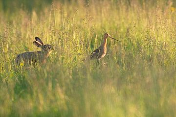 Black-tailed godwit (limosa limosa) together with a Hare in a meadow in Friesland. by Marcel van Kammen