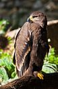 Un grand aigle des steppes est assis magnifiquement consacré par le soleil, un puissant prédateur en par Michael Semenov Aperçu