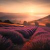 Lavendelveld op een glooiende helling tijdens zonsopkomst van Pieter Struiksma