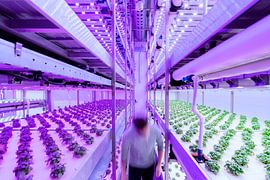 Verticale Landbouw van Bram Becks