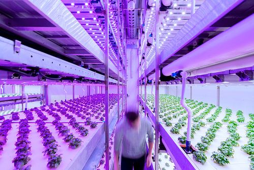 Vertikale Landwirtschaft