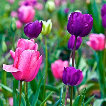 Kleurrijke tulpendroom in de lente