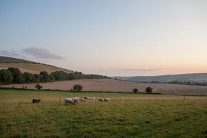 Schapen in de heuvels 